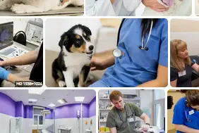 lecznica dla zwierząt